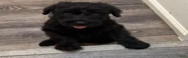 Giant Schnauzer 8