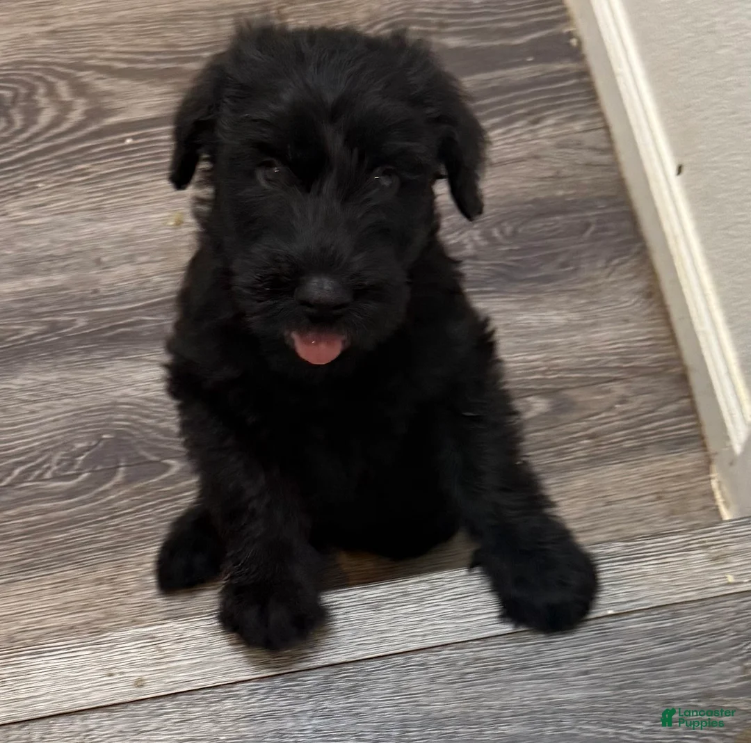 Giant Schnauzer dogs for sale: Giant Schnauzer 8 - Ad 1