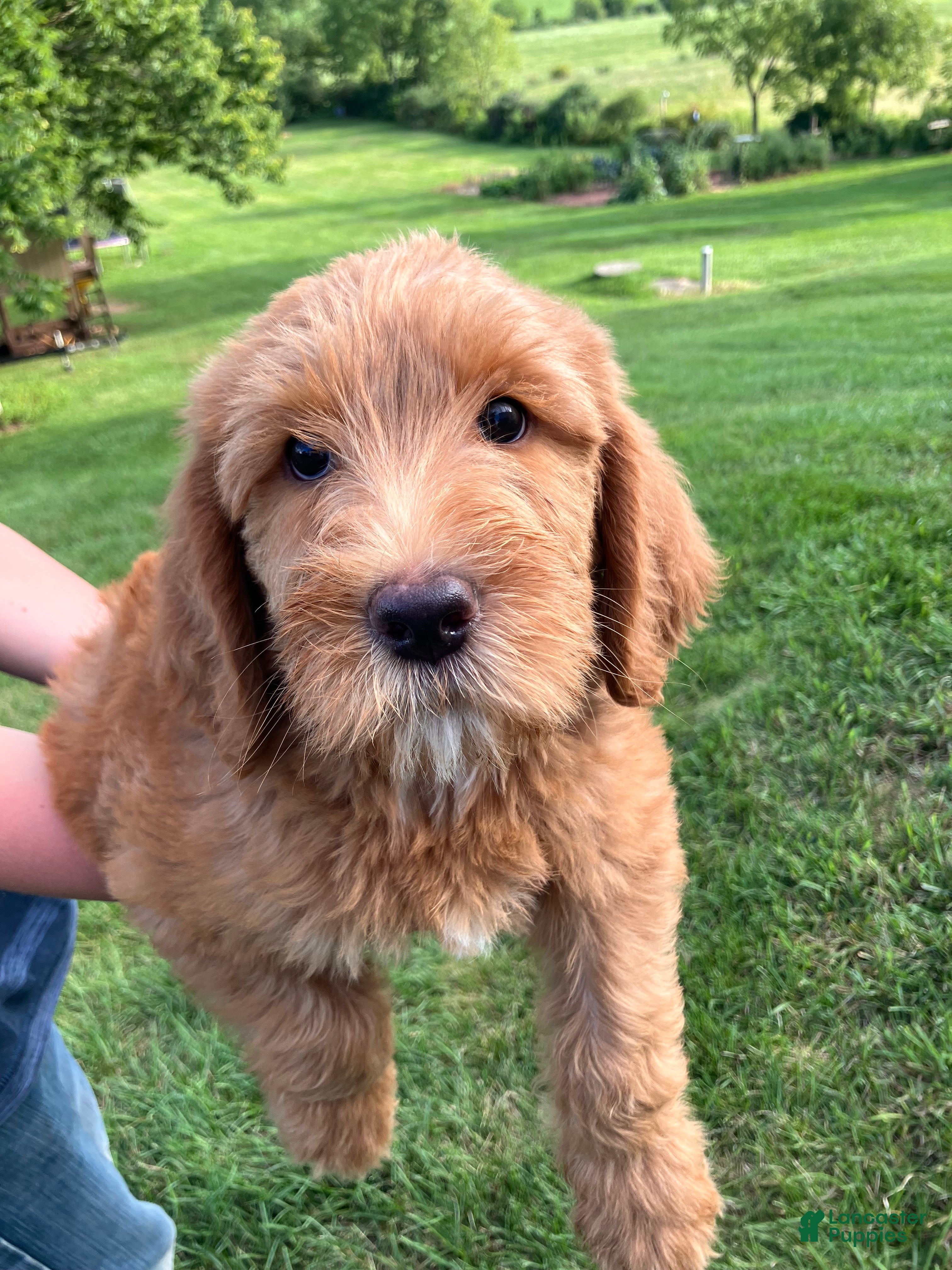 Labradoodle dogs Fern - Ad 2