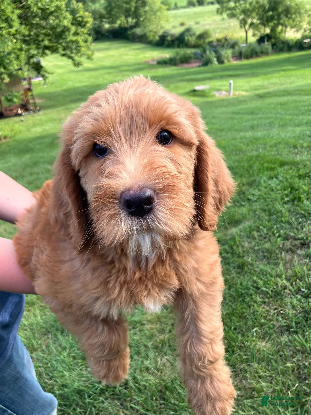 Labradoodle dogs for sale: Fern - Ad 2