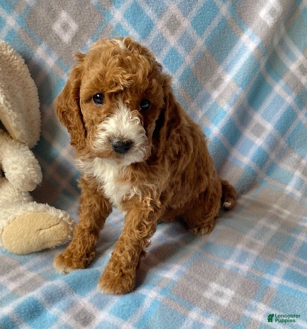 Mini Goldendoodle dogs Captain - Ad 37