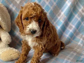 Mini Goldendoodle dogs Captain - Ad 37