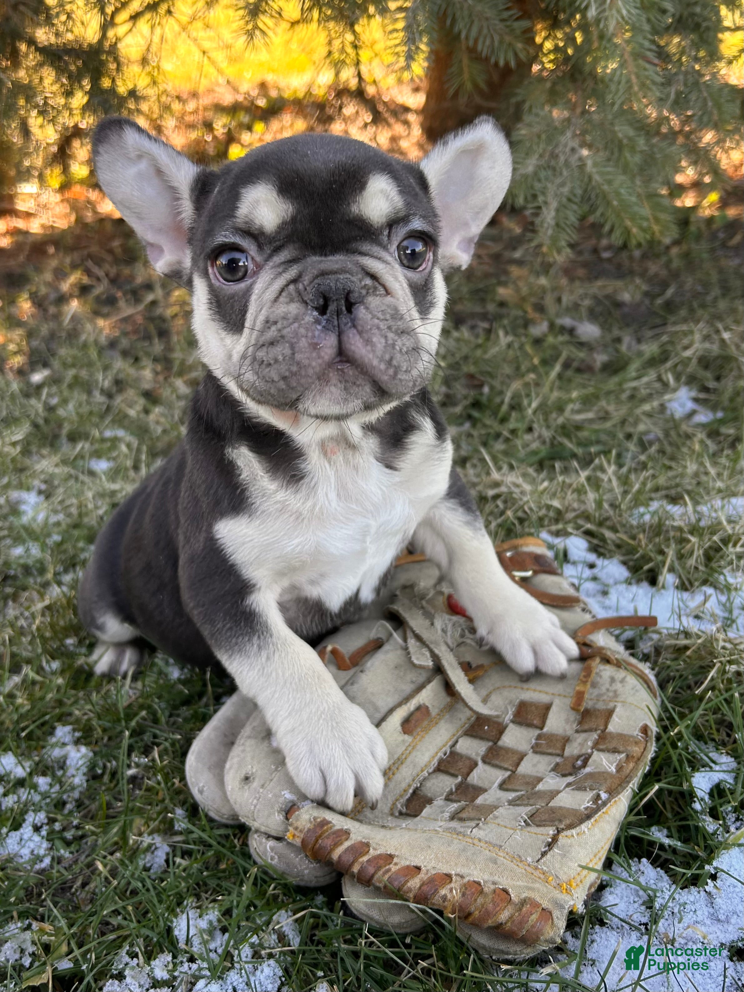 French Bulldog dogs Romeo - Ad 32