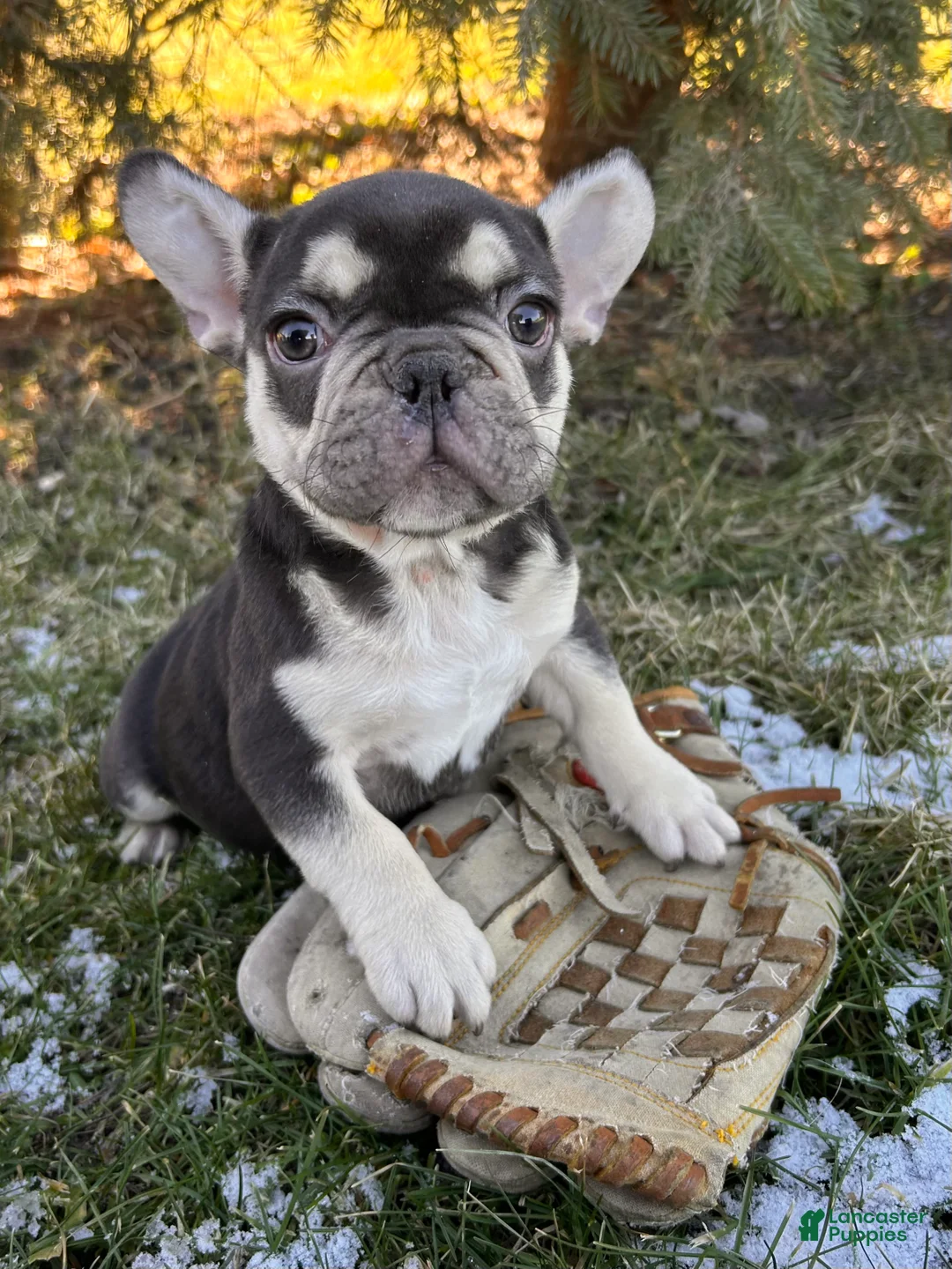 French Bulldog dogs for sale: Romeo - Ad 1