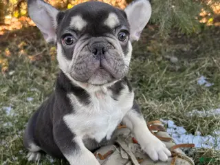French Bulldog dogs Romeo - Ad 32