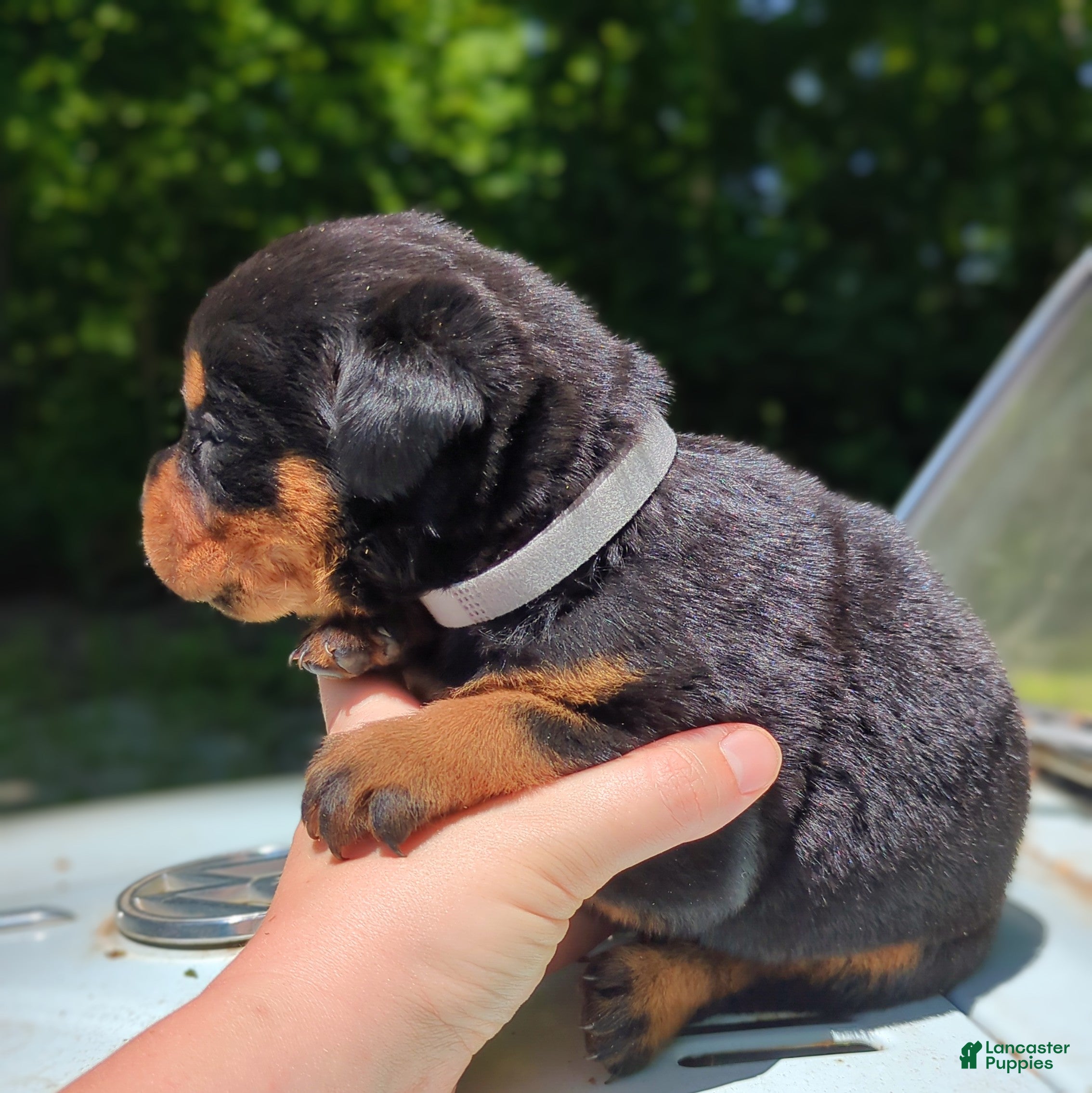 Rottweiler dogs Porsha - Ad 2