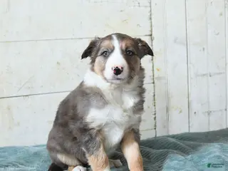 Border Collie dogs Fifi - Ad 35