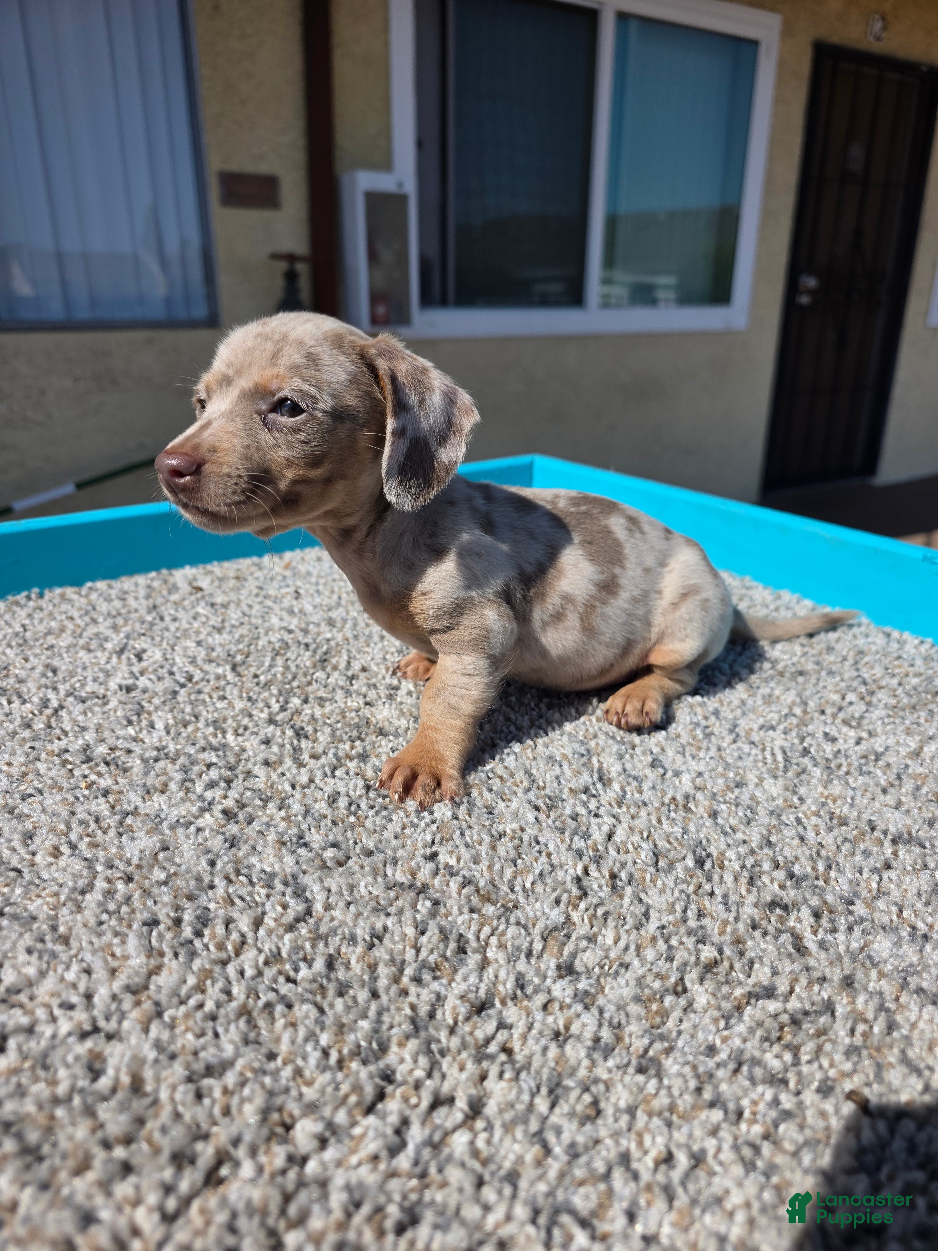Miniature Dachshund dogs Lily - Ad 1