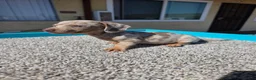 Miniature Dachshund dogs for sale: Lily - Ad 1