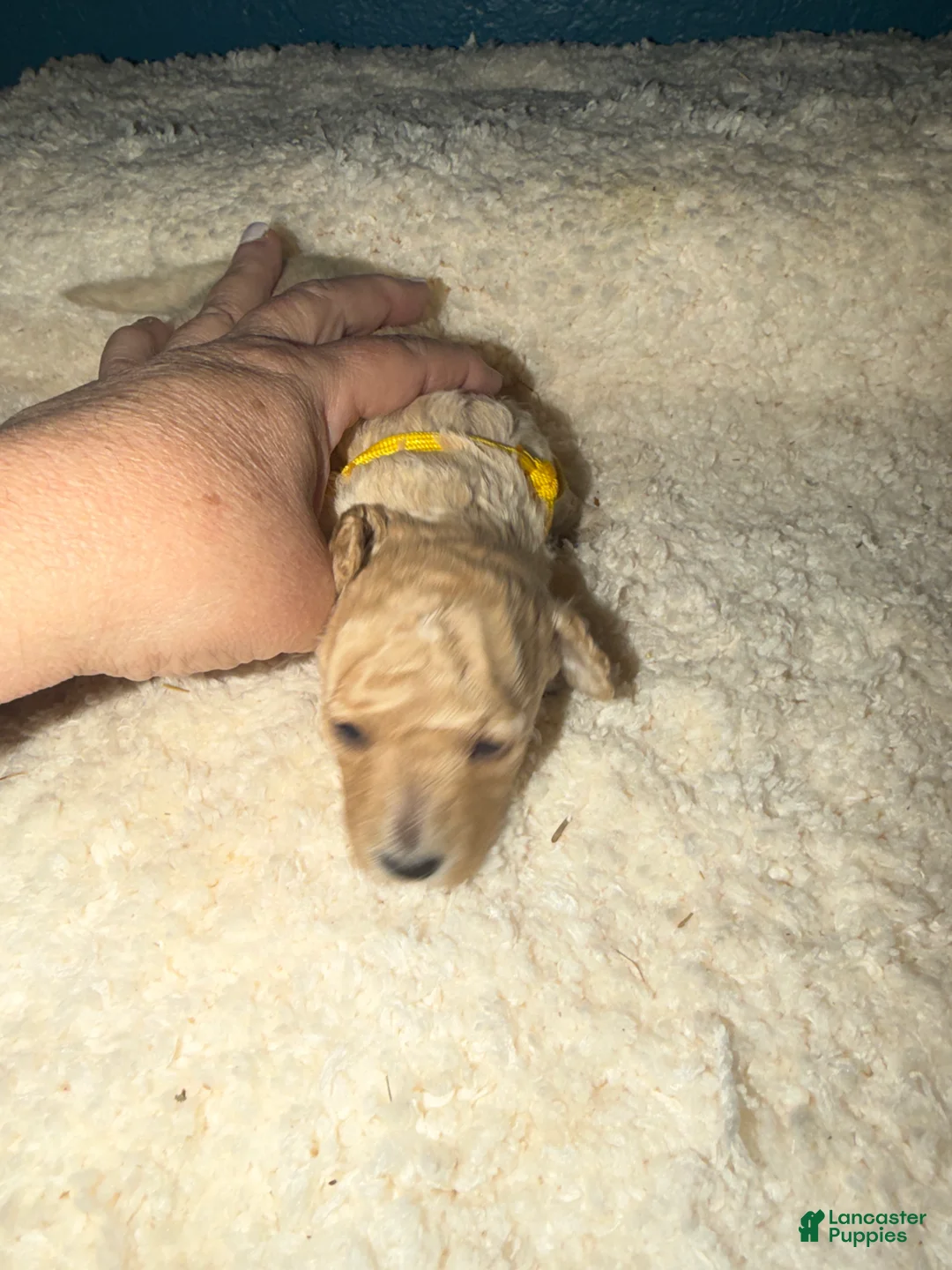 Miniature Poodle dogs for sale: AKC Miniature Poodle Female Katie - Ad 2