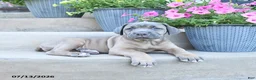 Cane Corso dogs for sale: Reese - Ad 1