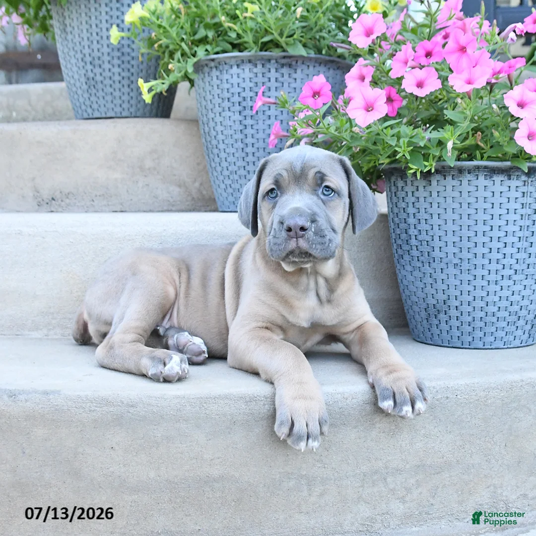 Cane Corso dogs for sale: Reese - Ad 1