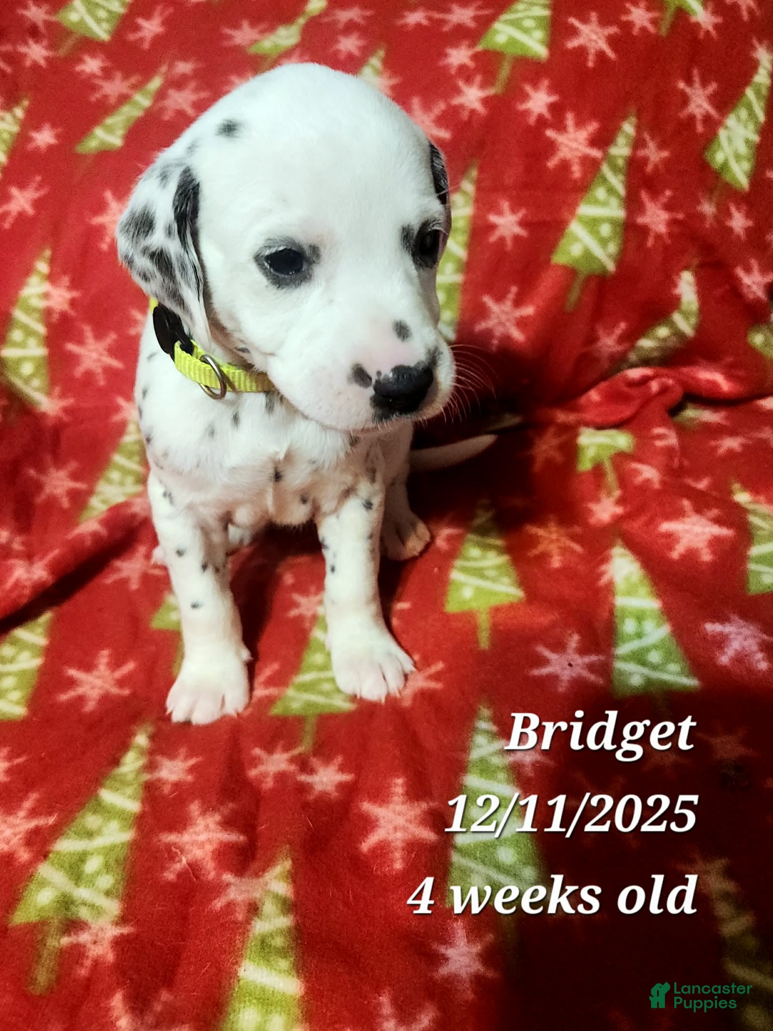 Dalmatian dogs Dalmatian Puppy 7 - Ad 21