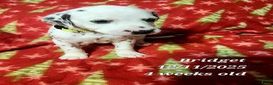 Dalmatian Puppy 7