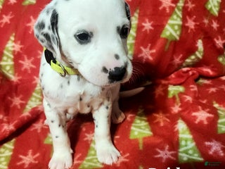 Dalmatian dogs Dalmatian Puppy 7 - Ad 19