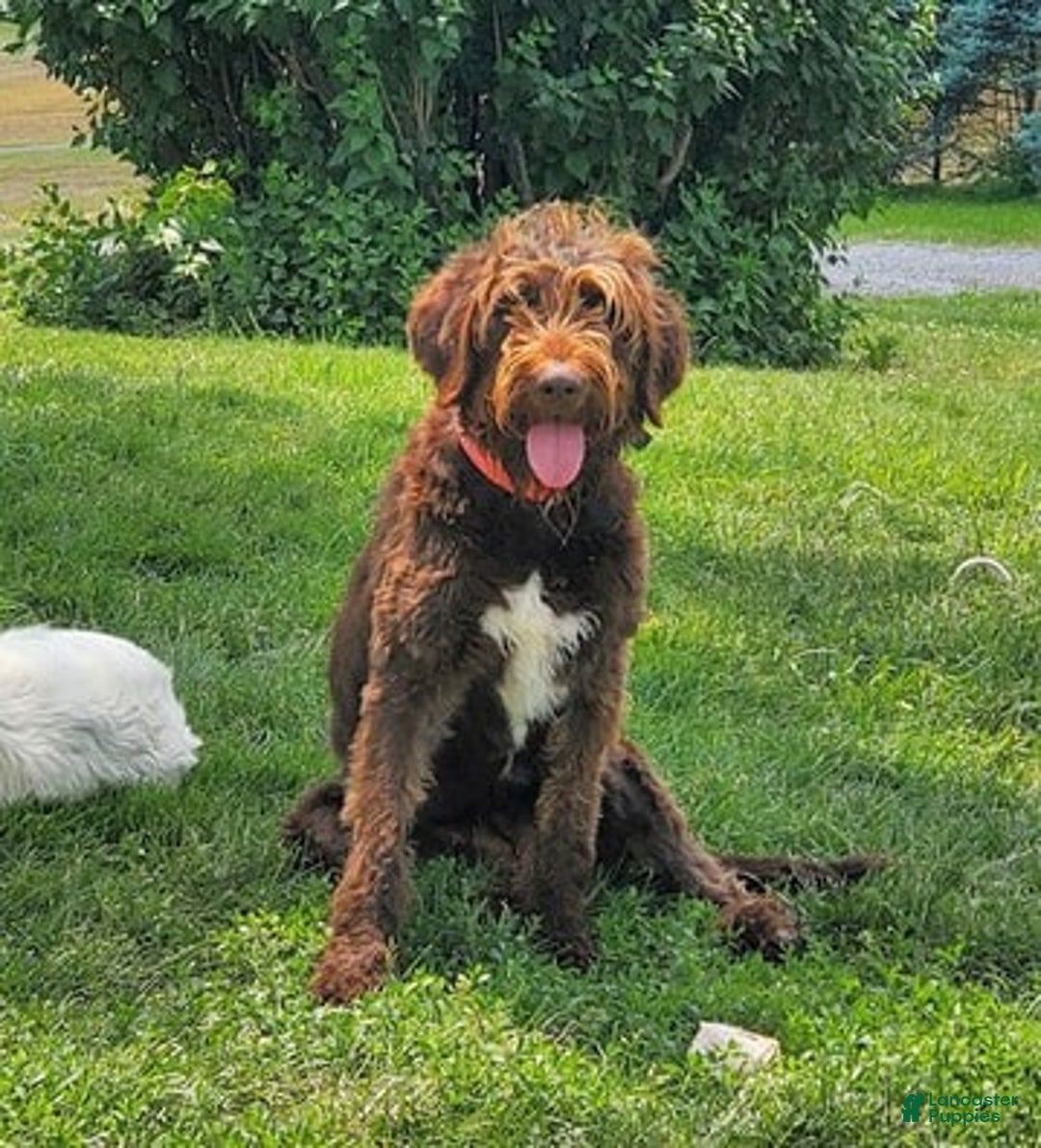 Labradoodle dogs for sale: Louise - F1B - Ad 3