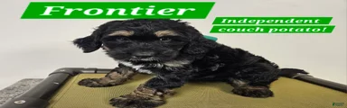 Frontier 