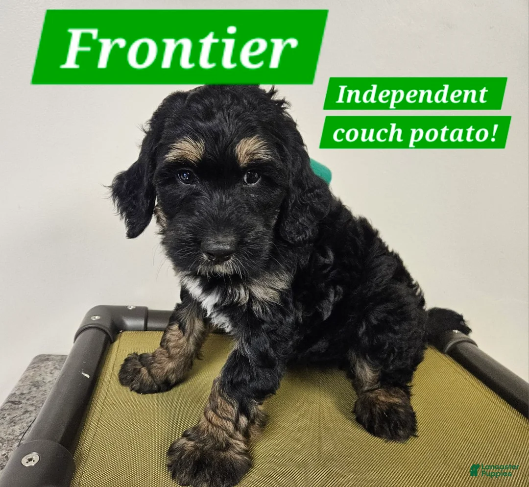 Bernedoodle dogs for sale: Frontier  - Ad 1