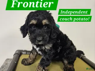 Bernedoodle dogs Frontier - Ad 18