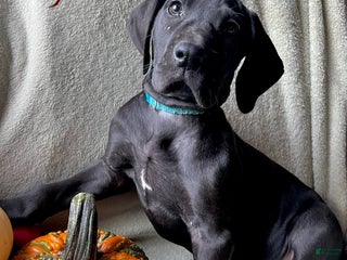 Great Dane dogs - Ad 36