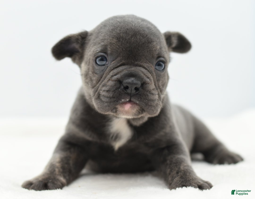 Mixed Breed dogs for sale: Nugget blue hybrid  - Ad 3