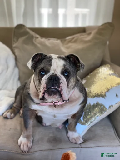 Gallery Image {{count}}