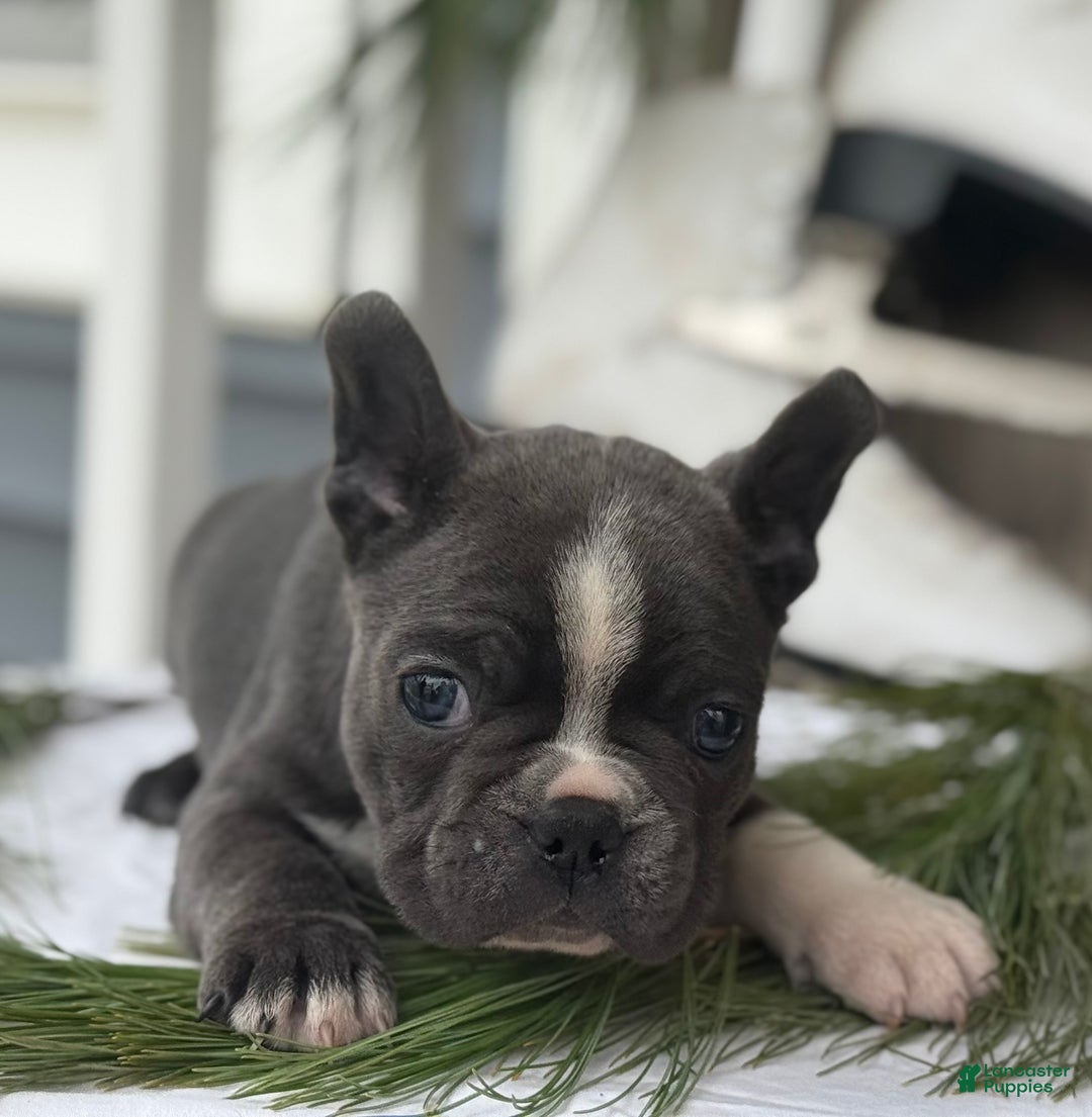 Frenchton dogs for sale: Whitney - Ad 3