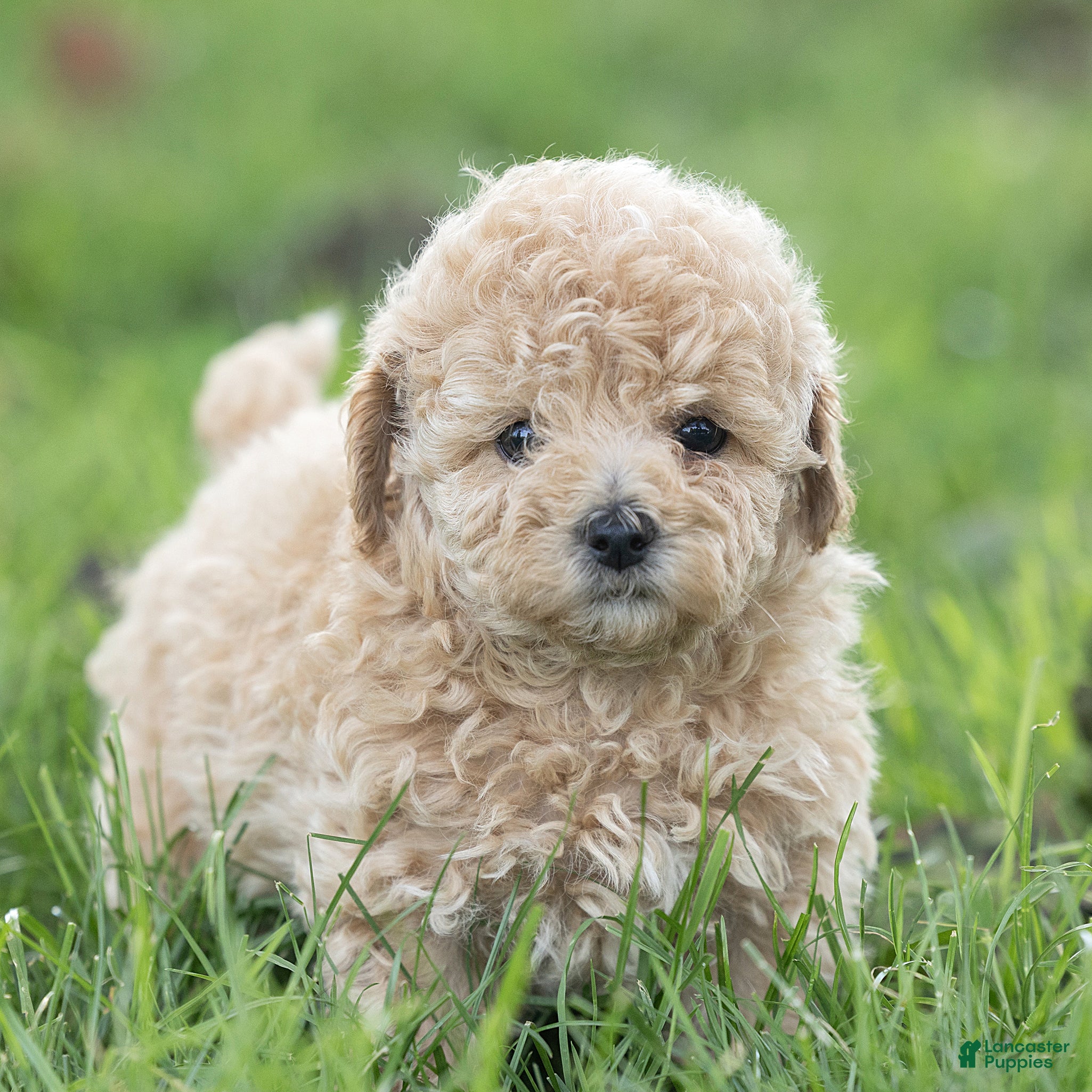 Maltipoo dogs Millie Maltipoo  - Ad 1