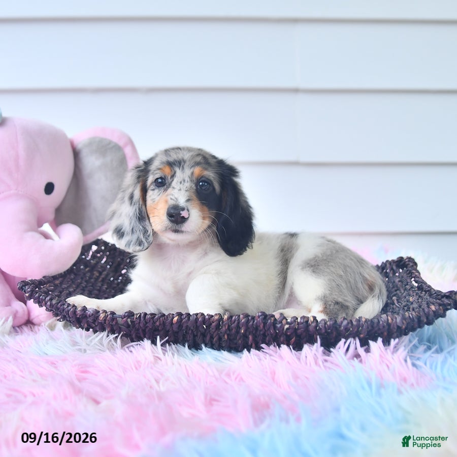 Miniature Dachshund dogs Fanta  - Ad 2