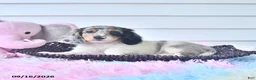 Miniature Dachshund dogs for sale: Fanta  - Ad 2