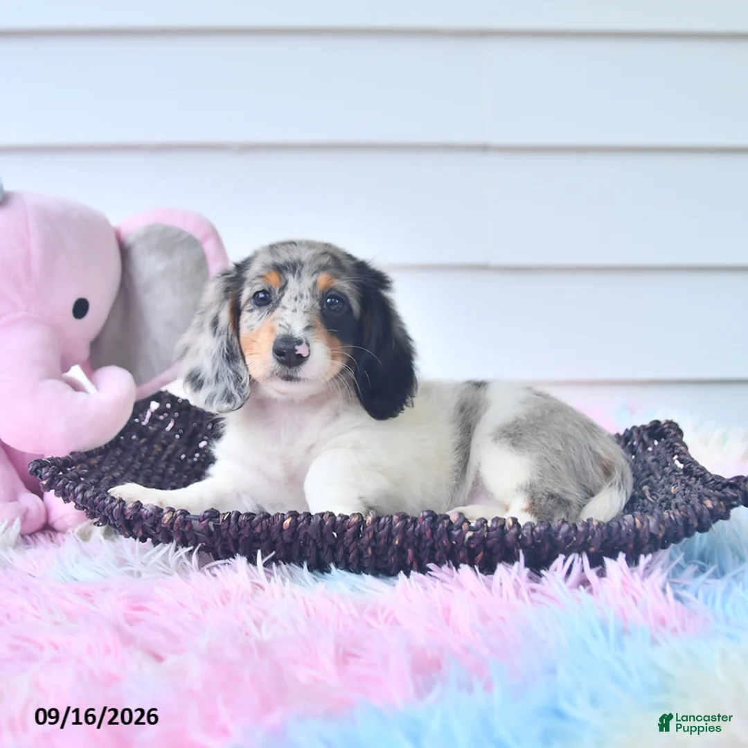Miniature Dachshund dogs for sale: Fanta  - Ad 2