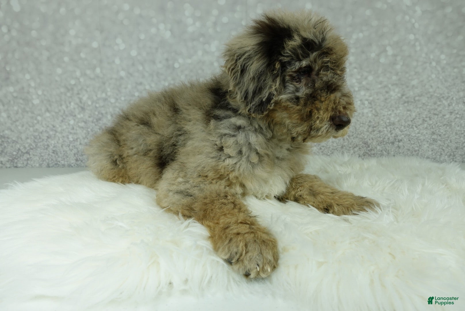 Newfypoo dogs Tucker - Ad 8