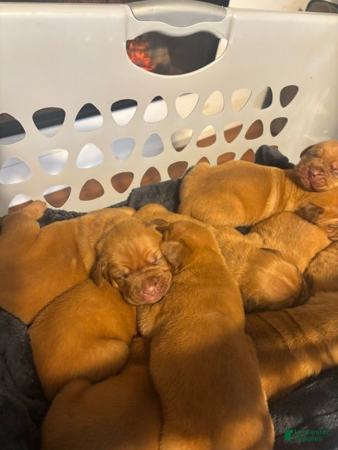 Dogue De Bordeaux dogs Dogue De Bordeaux Puppy 7 - Ad 22