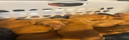 Dogue De Bordeaux dogs for sale: Dogue De Bordeaux Puppy 7 - Ad 1