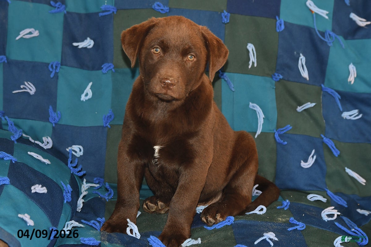 Mixed Breed dogs Cash - Ad 1