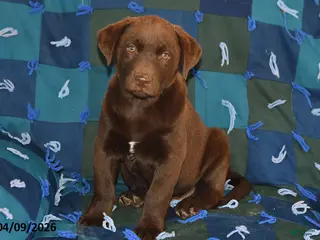 Mixed Breed dogs for sale: Cash - Ad 2