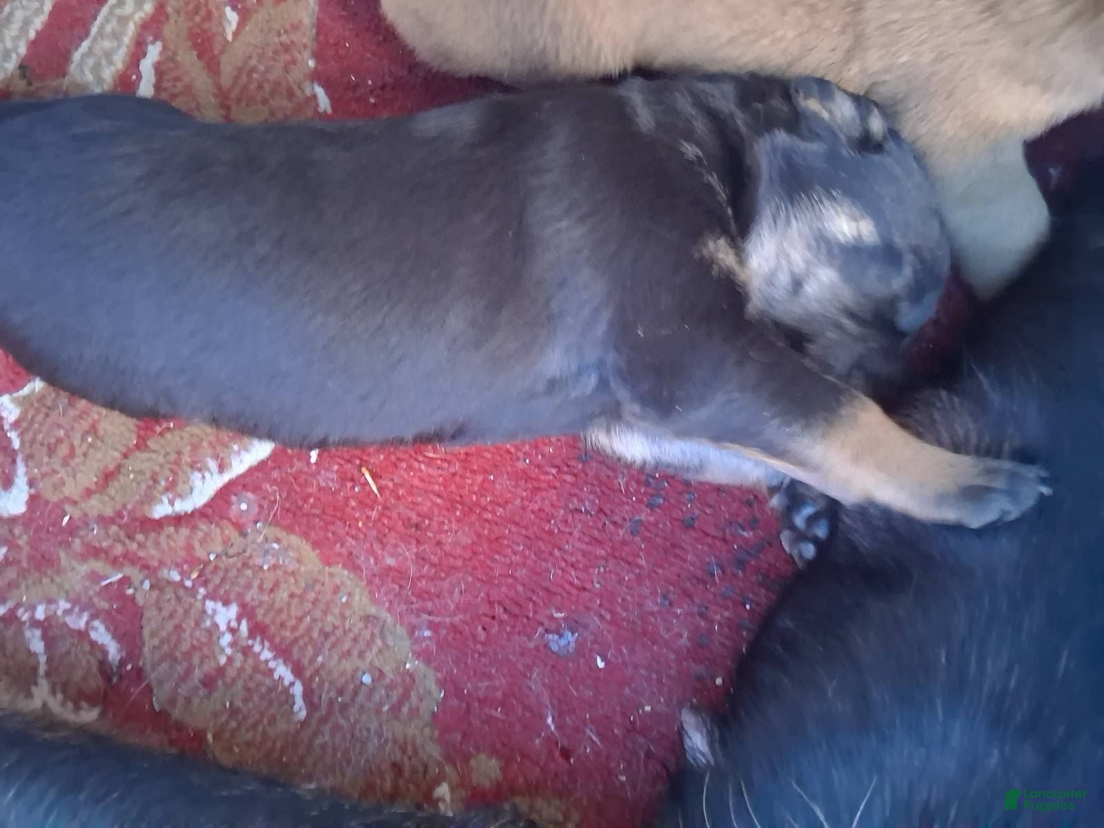 Mixed Breed dogs Mixed Breed 5 - Ad 39