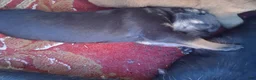 Mixed Breed dogs for sale: Mixed Breed 5 - Ad 1