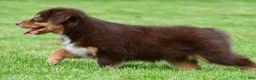 Australian Shepherd dogs for sale: Alice - Ad 7