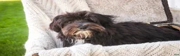 Havanese dogs for sale: Oreo - Ad 2