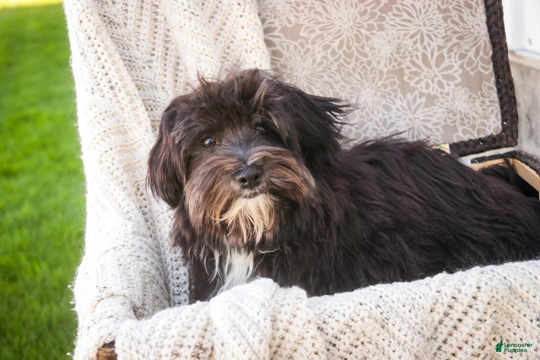 Havanese dogs for sale: Oreo - Ad 2