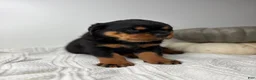 Rottweiler dogs for sale: Rottweiler 3 - Ad 3