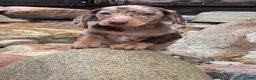 Miniature Dachshund dogs for sale: Miniature Dachshund Puppy 2 - Ad 3