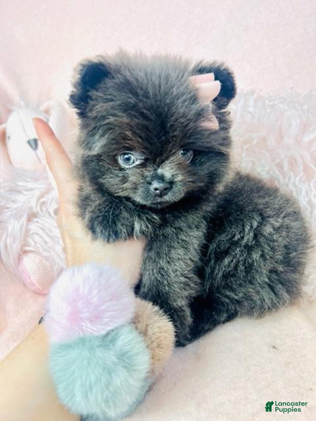 Miniature Poodle dogs for sale: Miniature Poodle Puppy 4 - Ad 1