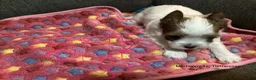 Biewer Terrier dogs for sale: Biewer Terrier Puppy 3 - Ad 3