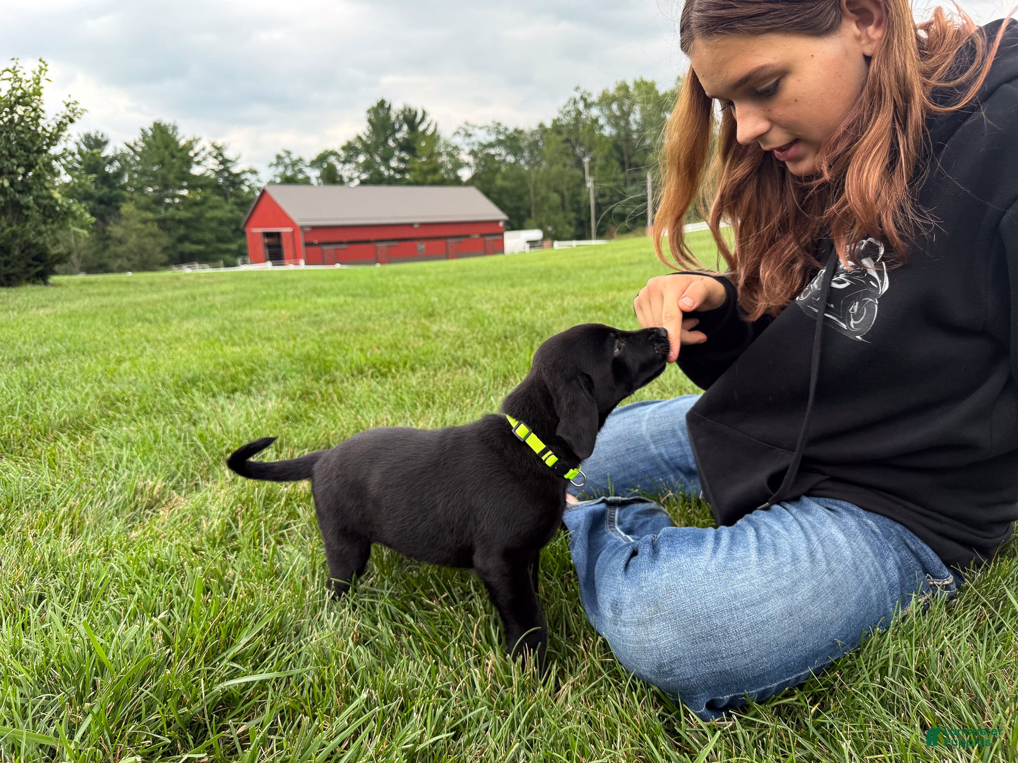 Labrador Retriever dogs Ace - Ad 2