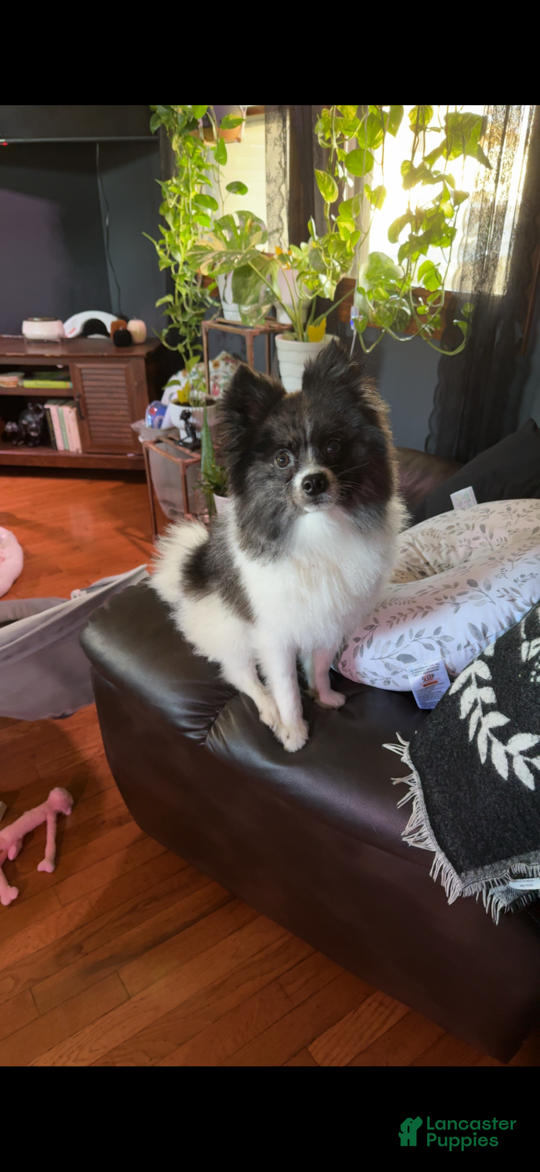 Pomeranian dogs for stud: Nash  - Ad 2