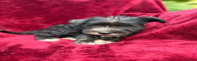 Miniature Schnauzer 2