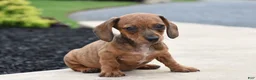 Miniature Dachshund dogs for sale: Yasmin - Ad 2