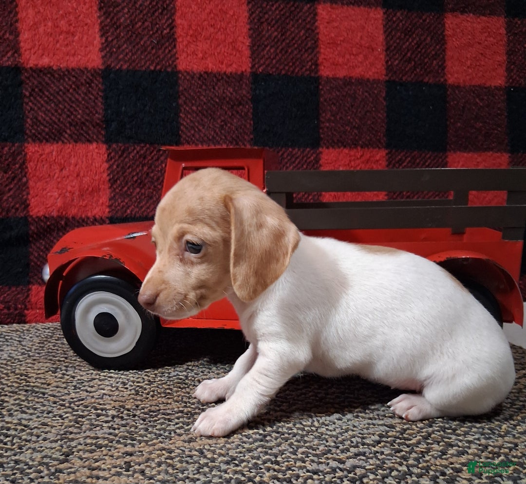 Miniature Dachshund dogs for sale: Angela - Ad 1